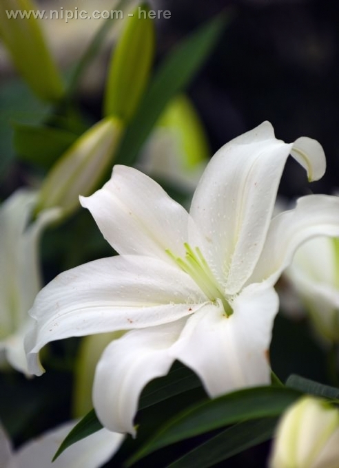张宇