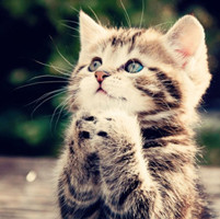 九尾猫