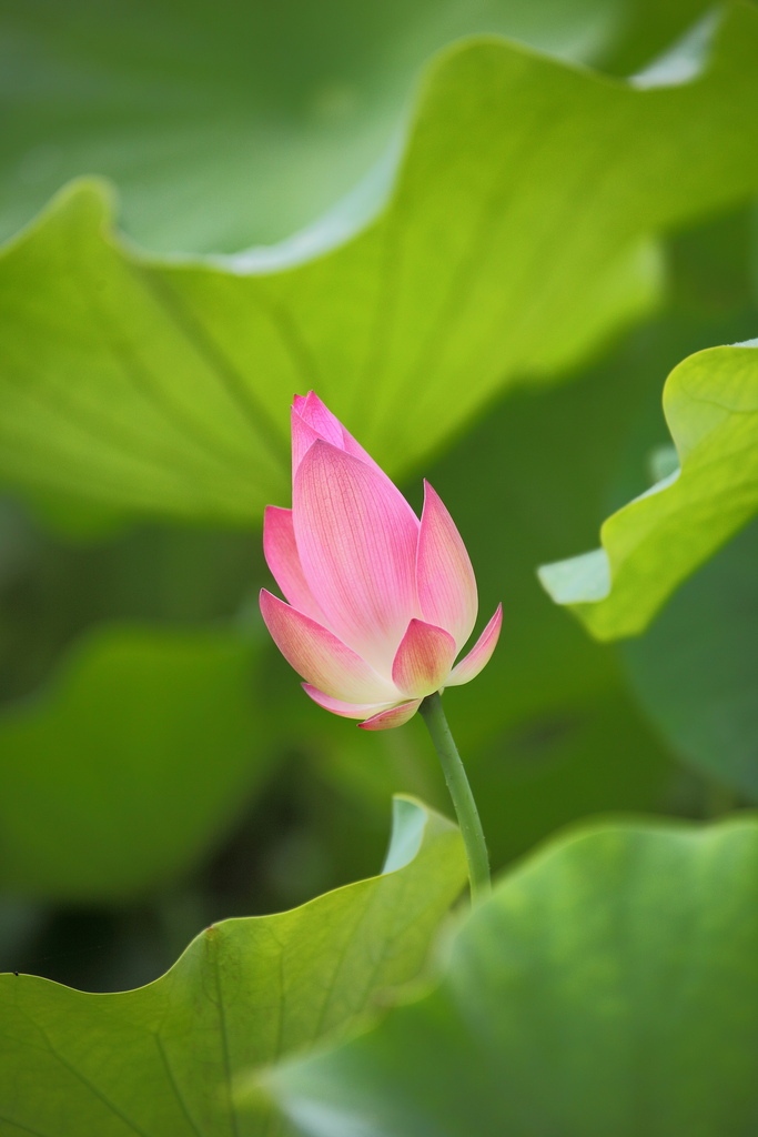 三三