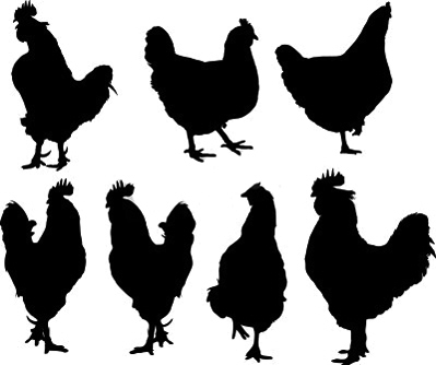 珠海检出H7N98万多只鸡被扑杀
