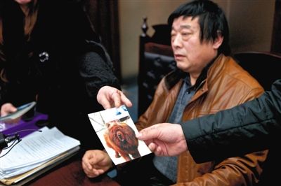 狗比矿工命贵医院给藏獒美容致死判陪45万