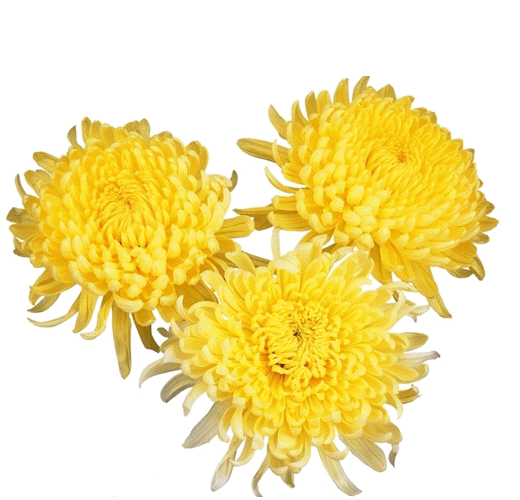 天堂纪念网