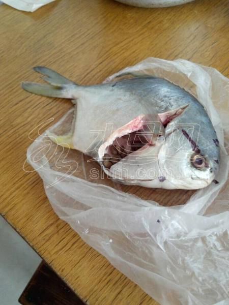 山东女子鲳鱼肚里掏出30多粒药片不敢下锅