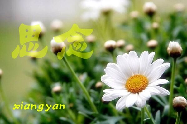 天堂纪念网