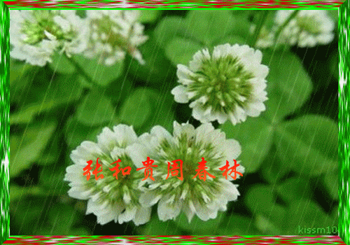 天堂纪念网
