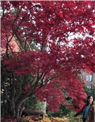 君