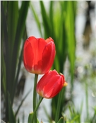 日月