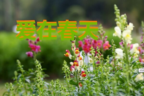 天堂纪念网