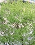 思念爸爸