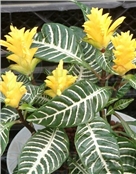 阿杜