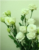 chensi