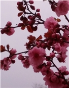 郝力