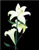 蓝百合