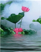 王月