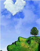 橄榄树