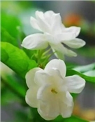 小风