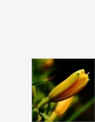忘忧草