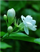 莉
