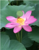 荷