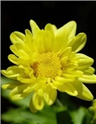 蜜糖菊
