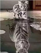 黄石驼