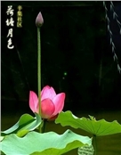 chen0748