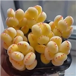木婉风扬