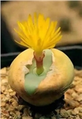 梦醒时分
