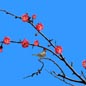 梅花右