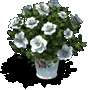 栀子花