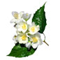 鲜花