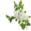 鲜花