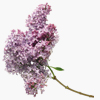 鲜花