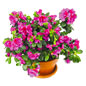 鲜花