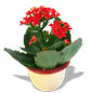 盆栽鲜花
