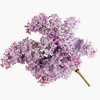 鲜花