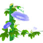 牵牛花