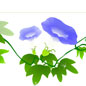 牵牛花