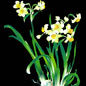  水仙花 