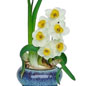  水仙花 