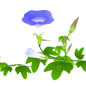 牵牛花