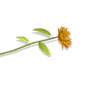 鲜花